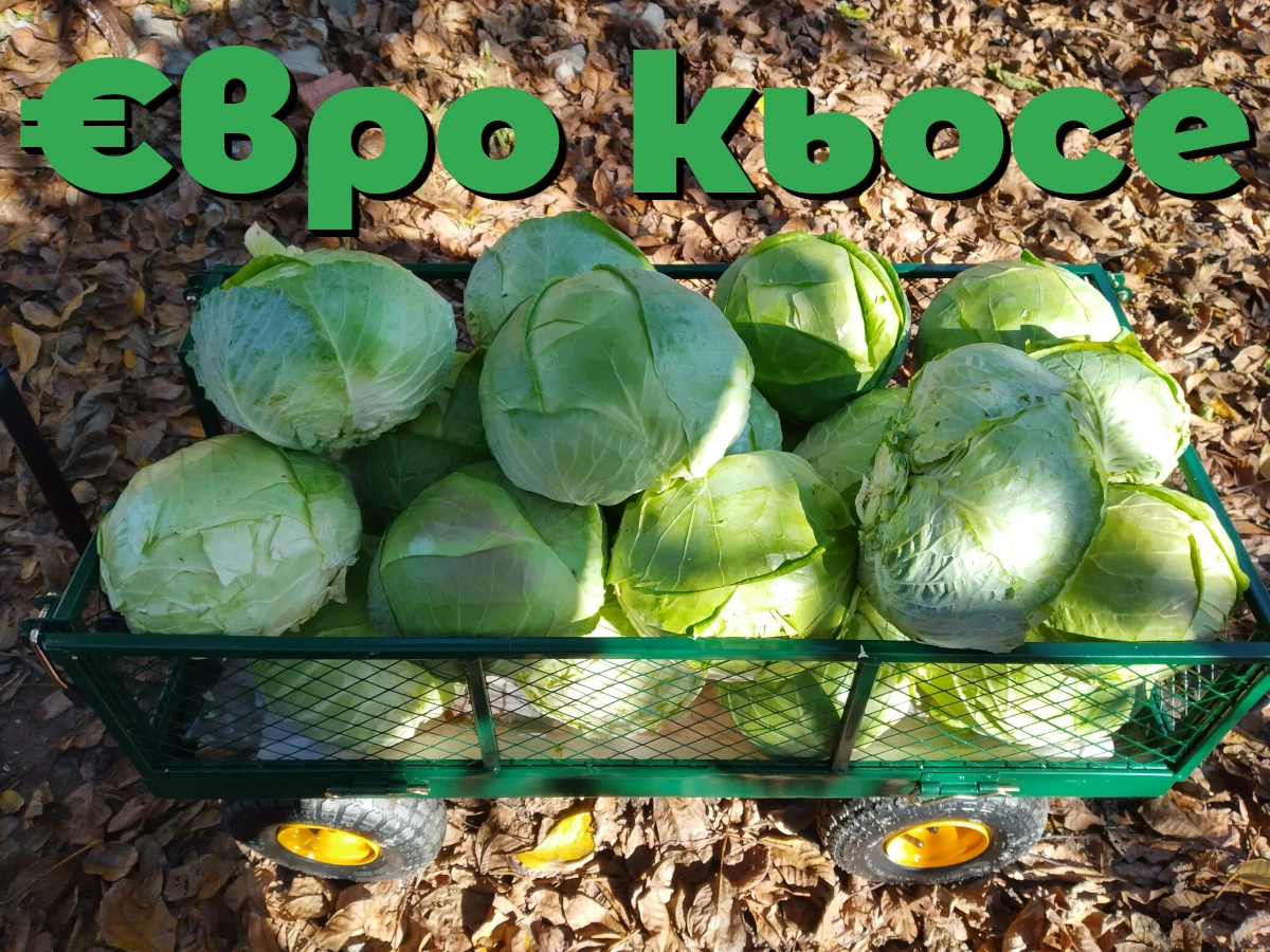 €вро кьосе