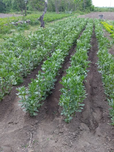 Градините на Агриада