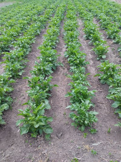 Обработваме земя