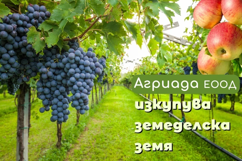 Агеиада купува земя
