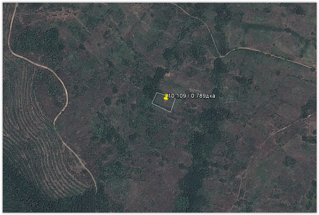 Продава лозе в Белила