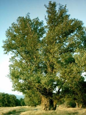 Агриада купува земеделска земя в Близнец Твърдица