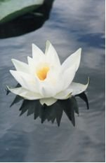 Блатото Малък Преславец, община Главиница