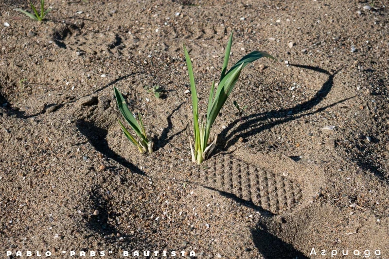 Земята е силна