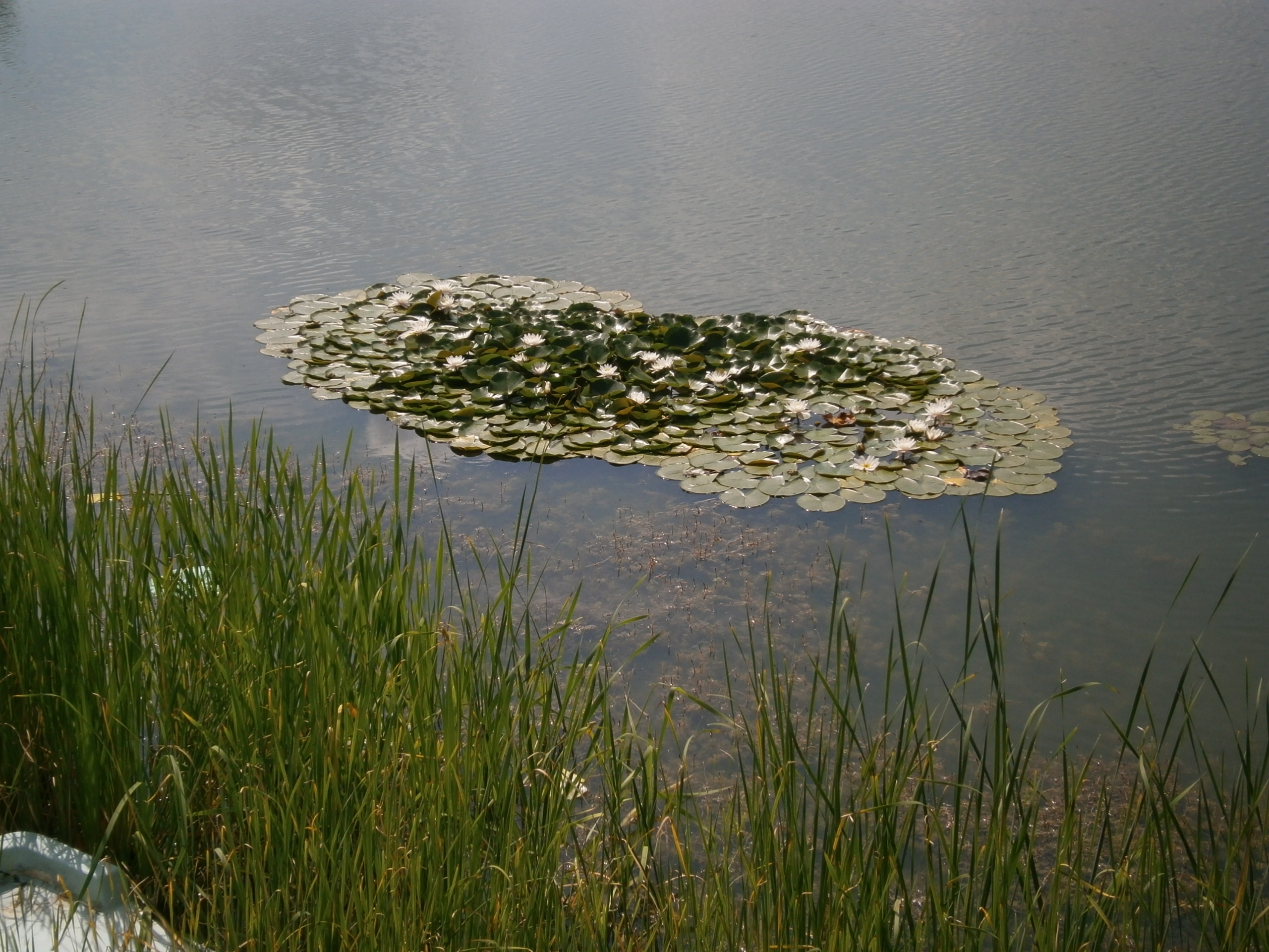 Стамболово лилии